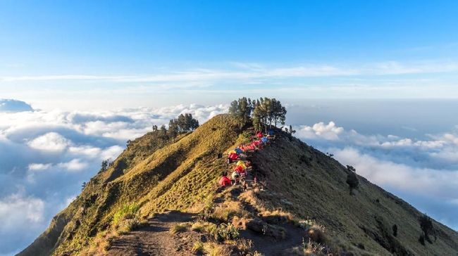Kopi rinjani