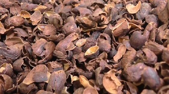 cangkang biji kopi